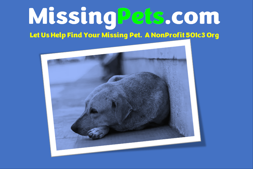 " Missing Pets Web Site - Your Guide to Lost Pets, Lost and Found Dogs, Cats, and Other Pets - find lost cats, find lost dogs, find lost pets, finding lost cats, finding lost dogs, finding lost pets, found cats, found dogs, found pets,lost and found, lost and found cats, lost and found dogs, lost and found pets, lost cat, lost cats, lost dog, lost dogs, lost pet, lost pets, missing cats, missing dogs, missing pets, Lost Found Missing Dogs Cats Pets"